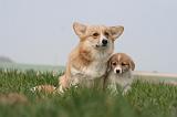 CORGI PEMBROKE 1251